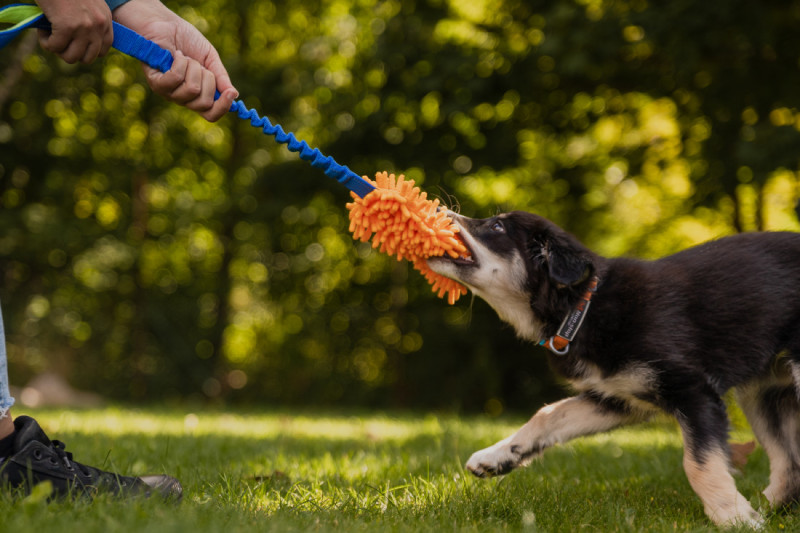 Beseda: Jak si správně hrát se psem s Kristýnou Másilkovou