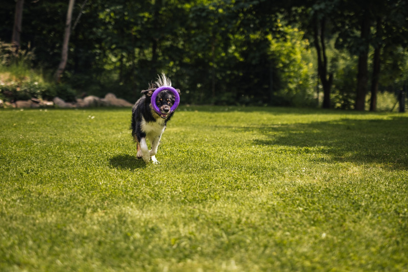 Beseda o Dog pulleru s Kateřinou Vincíkovou