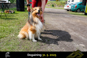 Běhejsepsem.cz